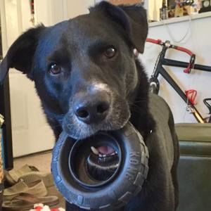 Meet your Posher, Craig